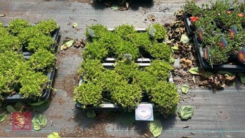 16 DELOSPERMA 'NUBIGENUM'