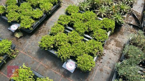 16 DELOSPERMA 'NUBIGENUM'