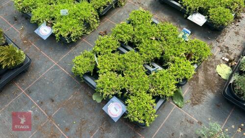 16 DELOSPERMA 'NUBIGENUM'