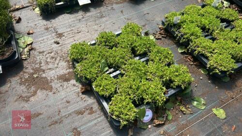 16 DELOSPERMA 'NUBIGENUM'