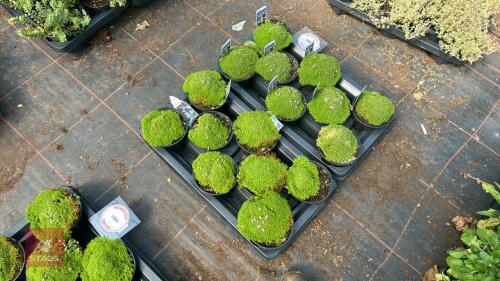 16 SILENE 'MOUNT SNOWDEN'