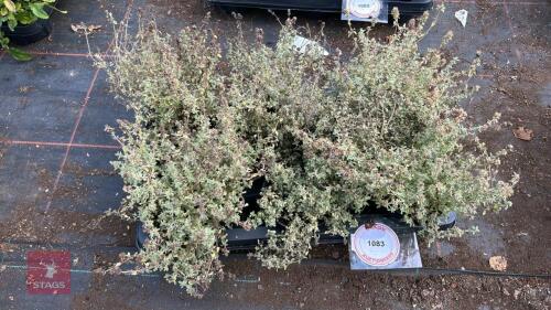 8 THYMUS 'SILVER POSIE'