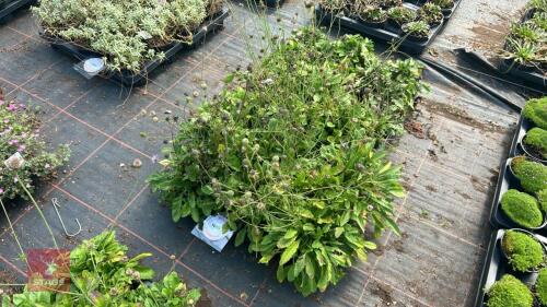 24 SCABIOSA 'MISTY BUTTERFLIES'