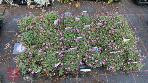 24 ERODIUM 'BISHOP FORM'
