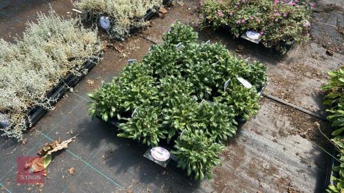 16 SYMPHYANDRA 'WANNERI'