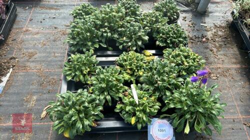 16 SYMPHYANDRA 'WANNERI'