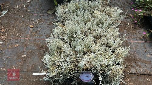 40 CERASTIUM TOMENTOSUM 'CELINE'