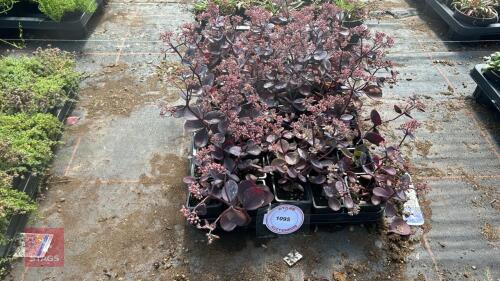 40 SEDUM 'VERA JAMESON'
