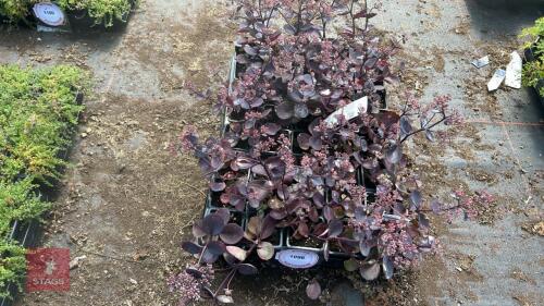 40 SEDUM 'VERA JAMESON'