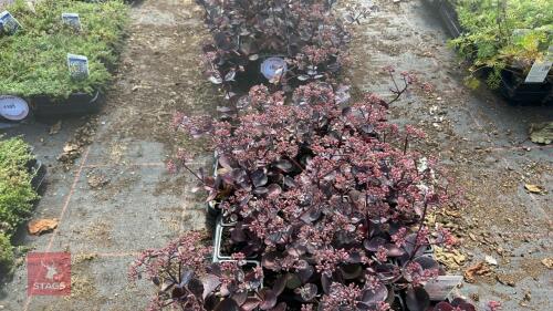 40 SEDUM 'VERA JAMESON'