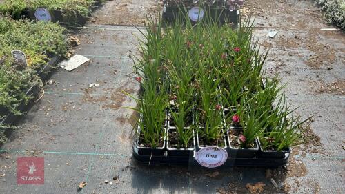 40 RHODOHYPOXIS