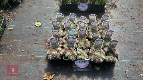 20 SEMPERVIVUM 'RUBIN'