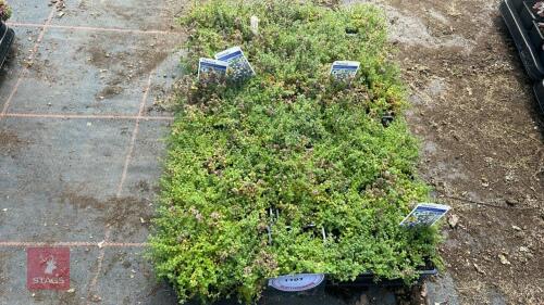 40 THYMUS 'PINK CHINTZ'