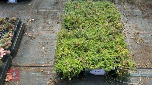 40 THYMUS 'PINK CHINTZ'
