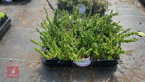 20 PROSTANTHERA CUNEATA