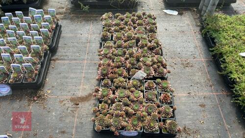 60 SEMPERVIVUM 'JUNGLE FIRE'