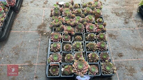 40 SEMPERVIVUM 'JUNGLE FIRE'