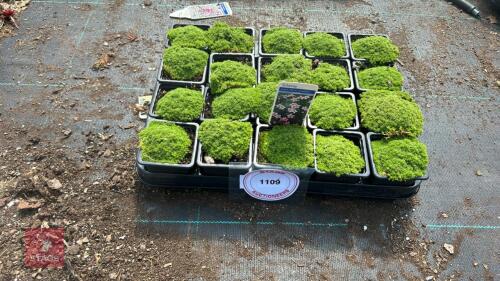 20 SILENE 'MOUNT SNOWDEN'