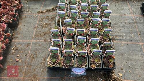 40 SEMPERVIVUM 'JUNGLE FIRES'