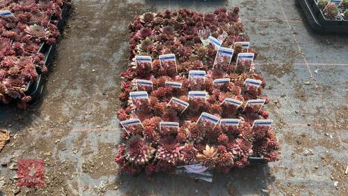40 SEMPERVIVUM 'RUBIN'