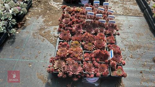 40 SEMPERVIVUM 'RUBIN'