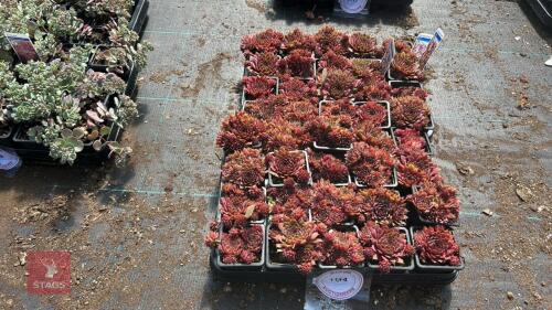 40 SEMPERVIVUM 'RUBIN'