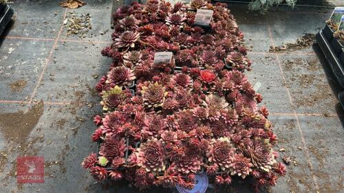 40 SEMPERVIVUM 'RUBIN'