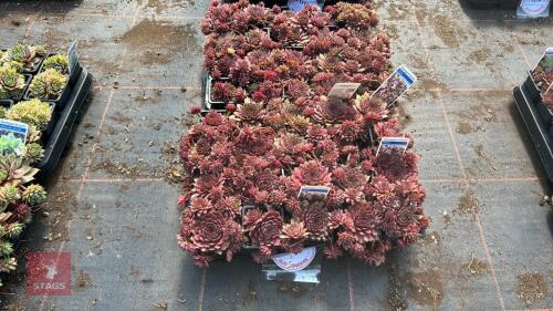40 SEMPERVIVUM 'RUBIN'