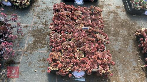 40 SEMPERVIVUM 'RUBIN'