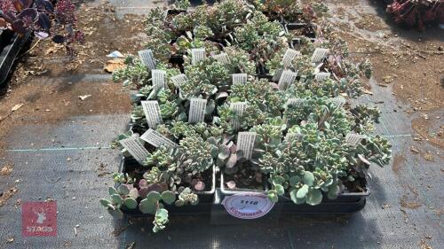 40 SEDUM 'LIDAKENSE'