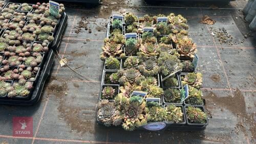 40 SEMPERVIVUM 'WOOLCOTTS VARIETY'