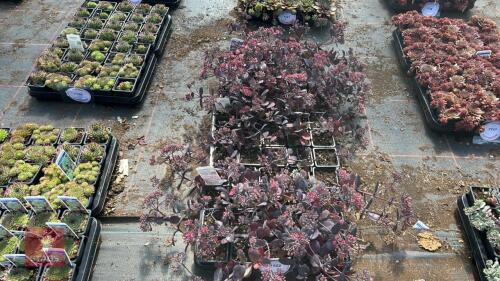 60 SEDUM 'BERTRAM ANDERSON'