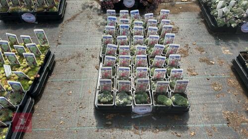 40 SEMPERVIVUM 'ARACHNOIDEUM'