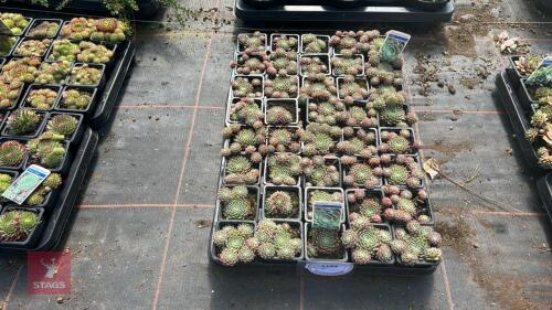40 SEMPERVIVUM 'ICICLE'
