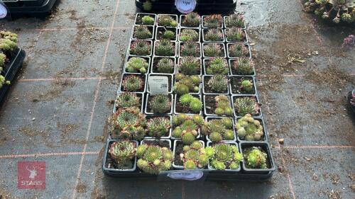 40 SEMPERVIVUM 'GREEN DRAGON'