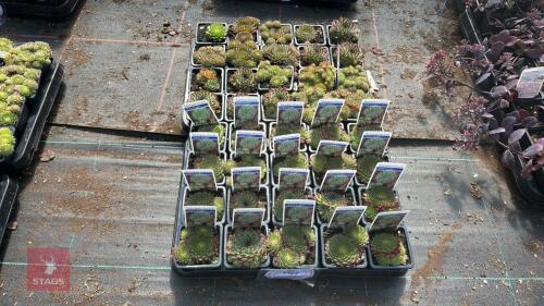 40 SEMPERVIVUM 'GREEN DRAGON'