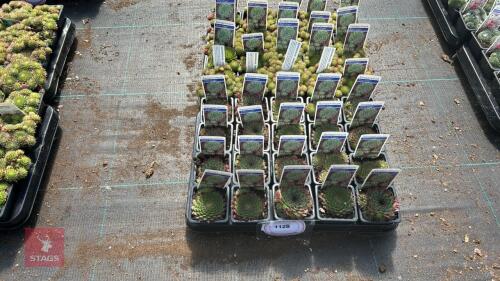40 SEMPERVIVUM 'GREEN DRAGON'