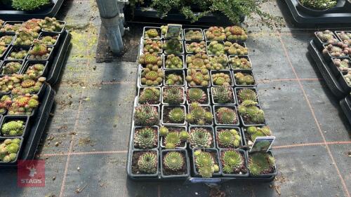 40 SEMPERVIVUM 'GREEN DRAGON'