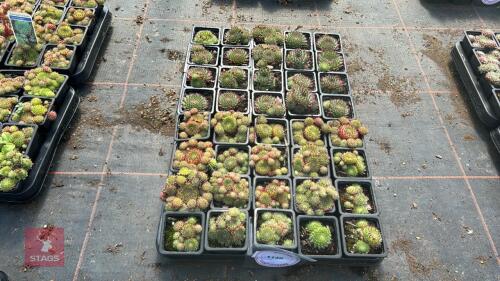 40 SEMPERVIVUM 'GREEN DRAGON'