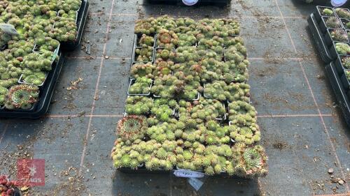 40 SEMPERVIVUM 'GREEN DRAGON'