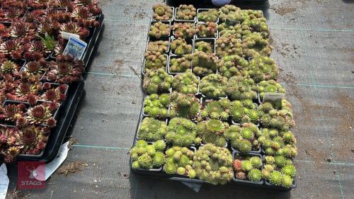 40 SEMPERVIVUM 'GREEN DRAGON'