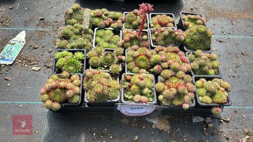 40SEMPERVIVUM 'GREEN DRAGON'