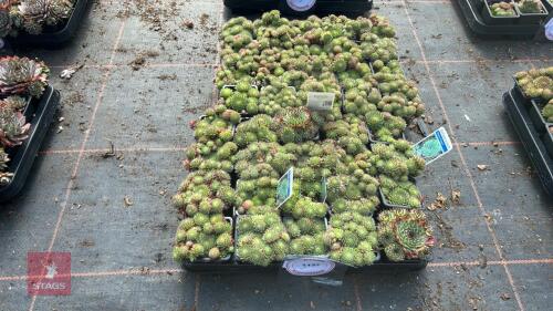 40 SEMPERVIVUM 'GREEN DRAGON'