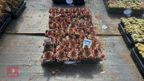 40 SEMPERVIVUM 'BLOODTIP'