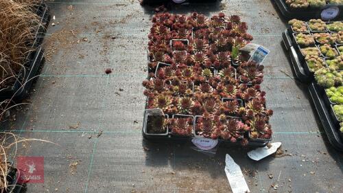 40 SEMPERVIVUM 'BLOODTIP'