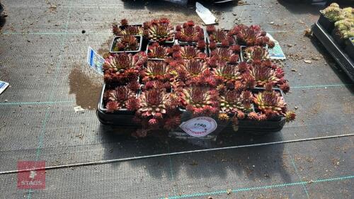 20 SEMPERVIVUM 'BLOODTIP'