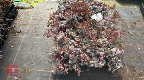 40 SEDUM 'PURPUREUM'