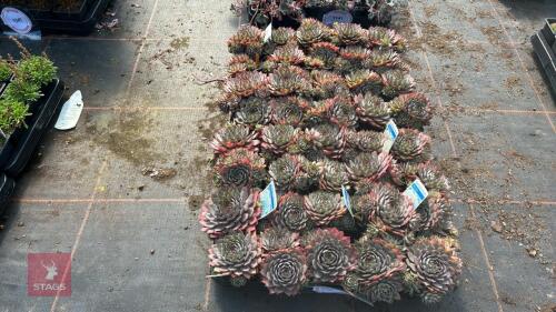 40 SEMPERVIVIUM 'BLUE BOY'