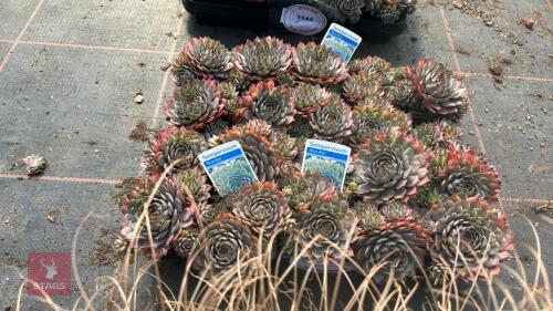 20 SEMPERVIVIUM 'BLUE BOY'
