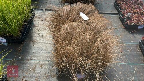 40 CAREX 'BRONCO'